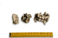 F 06964
<br/>
<br/>
<em></em>